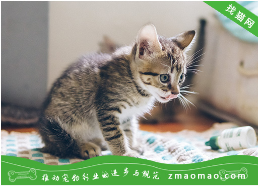 宠物猫之中国狸花猫品种介绍