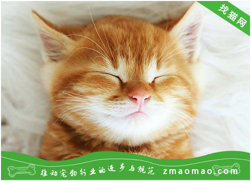 【猫饭攻略】自制猫咪的鸭心鲍鱼蔬菜饭