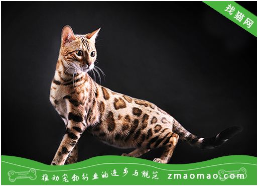 新手养孟加拉豹猫的六大注意事项，你做好了吗？