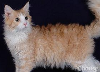 拉邦猫为什么会得细小