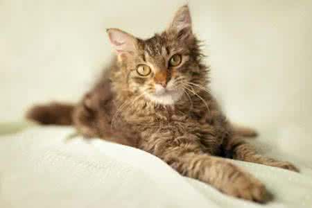 拉邦猫为什么会得皮肤湿疹，拉邦猫的湿疹如何治疗？