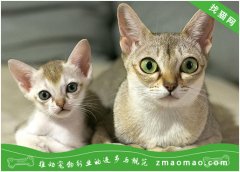 怀孕的母新加坡猫除了注意喂养方法外，还必须做好这7点工作