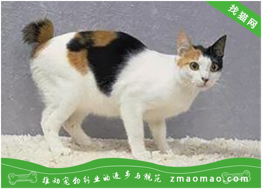 如何训练日本短尾猫用猫砂给刚买的日本短尾猫上厕所