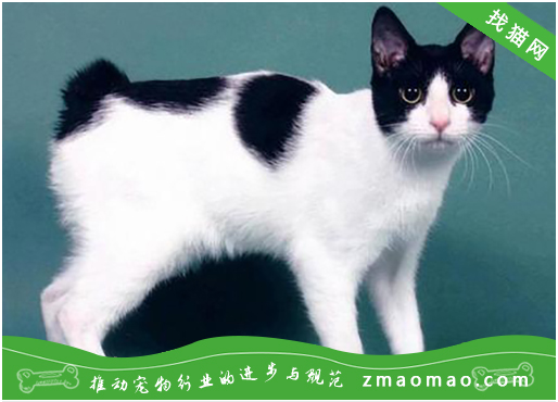 日本短尾猫身体有虫的表现，如何给日本短尾猫驱虫？
