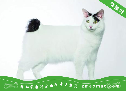 如何给日本短尾猫做好卫生,正确给日本短尾猫去除牙垢耳垢