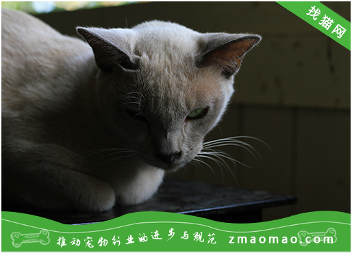 如何训练缅甸猫用猫砂给刚买的缅甸猫上厕所
